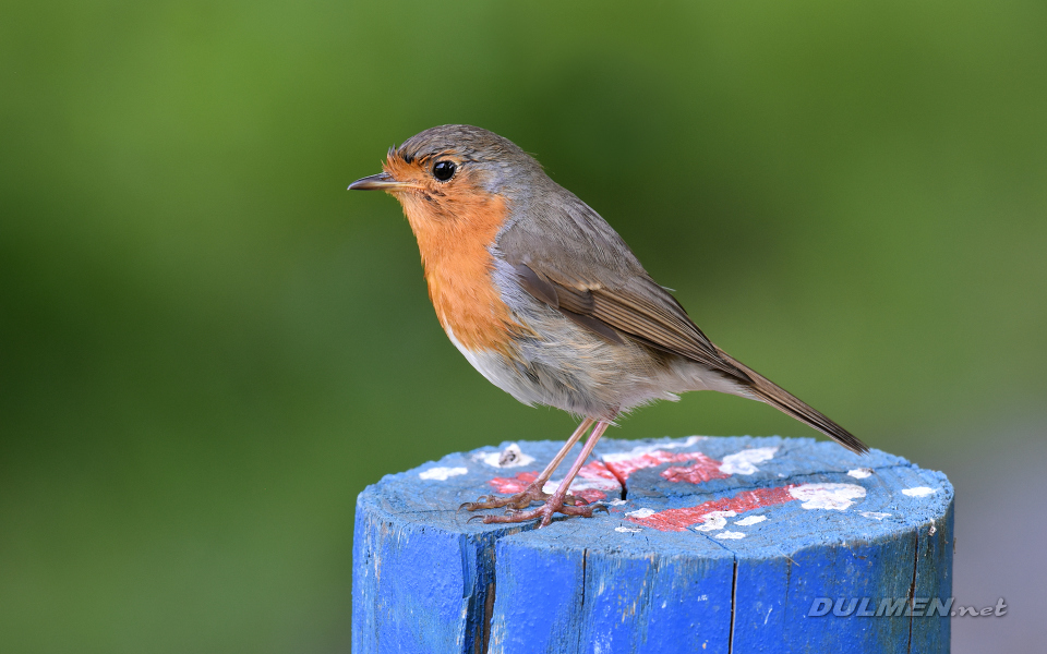 European Robin (Erithacus rubecula)